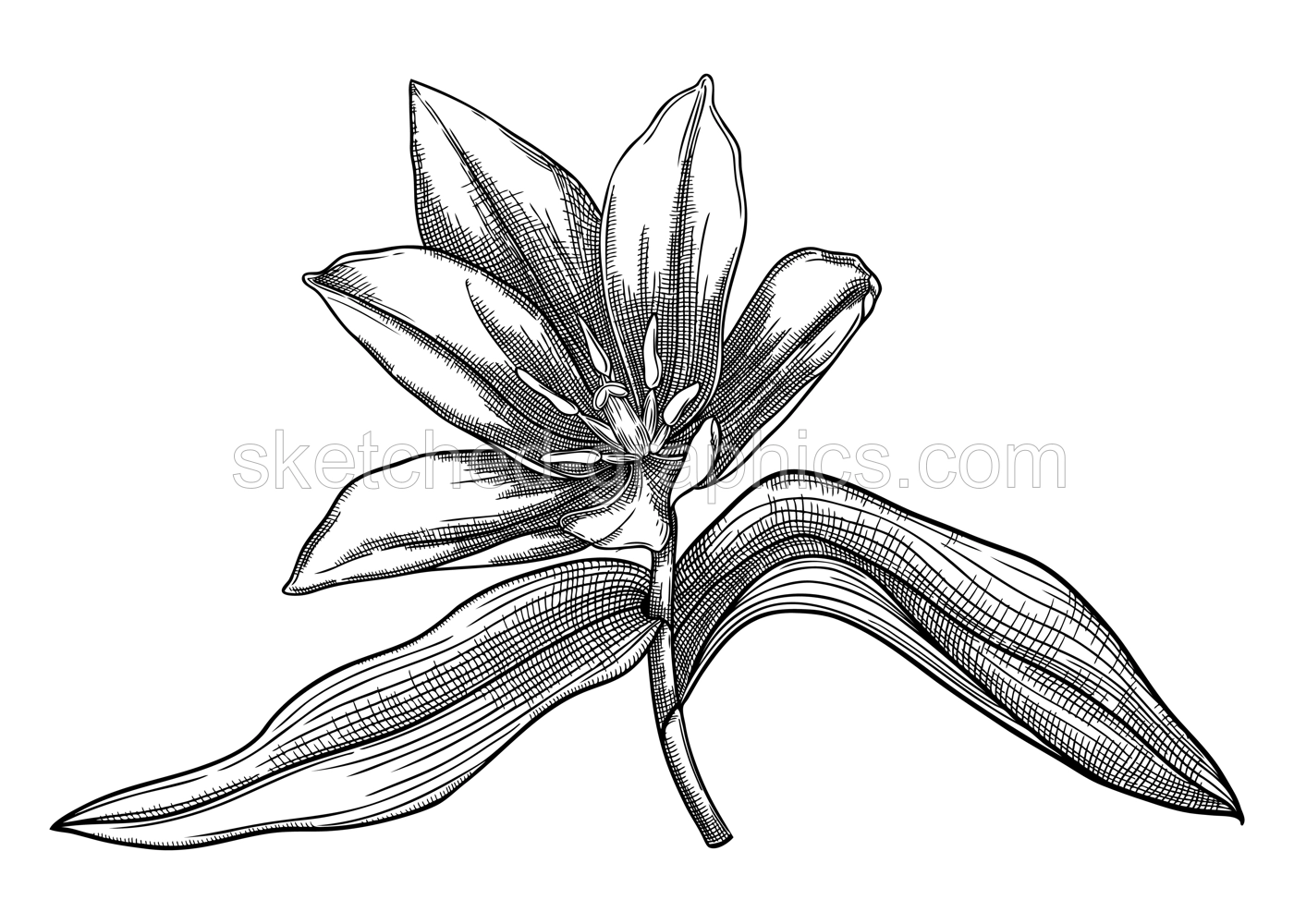 Elegant poppy illustration. Botanical drawing of summer flowers. Hand-drawn garden poppy bud. Engraved style floral drawing on white background. Hand-sketched flower for wedding or brand design Illustration